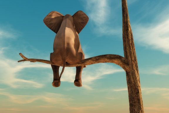 Eléphant sur une branche