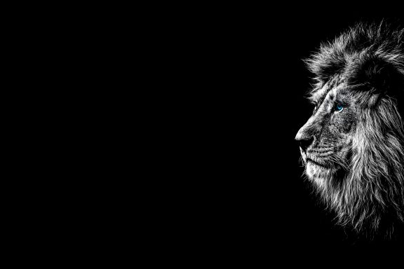 Portrait de lion