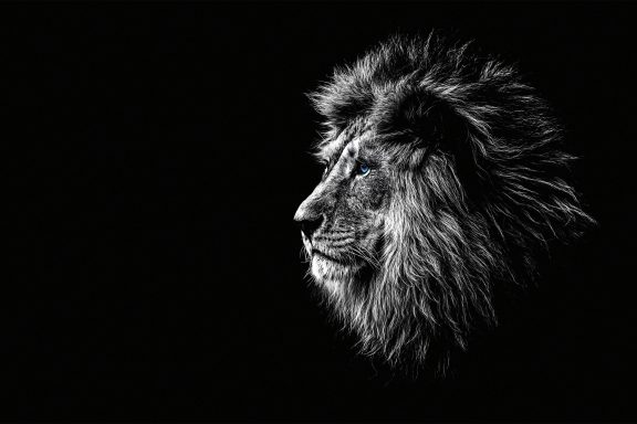 Portrait de lion